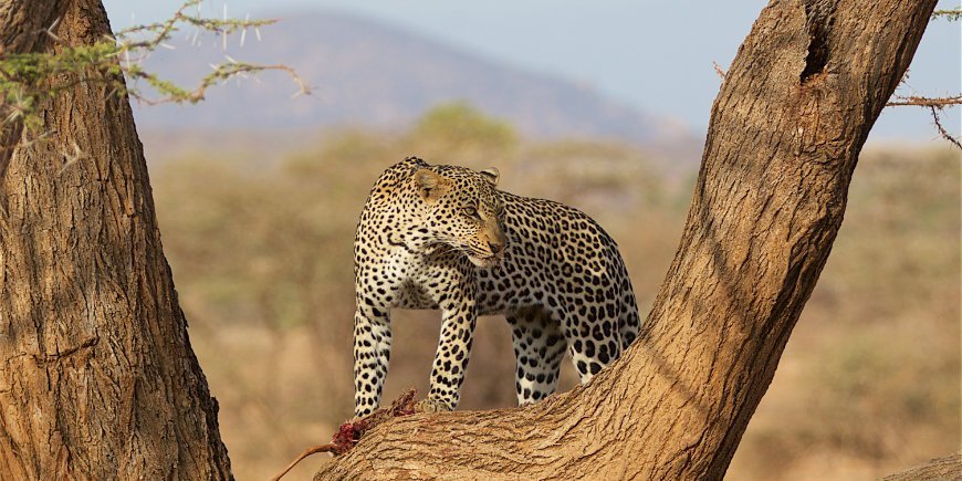 Leopard in Samburu Kenia