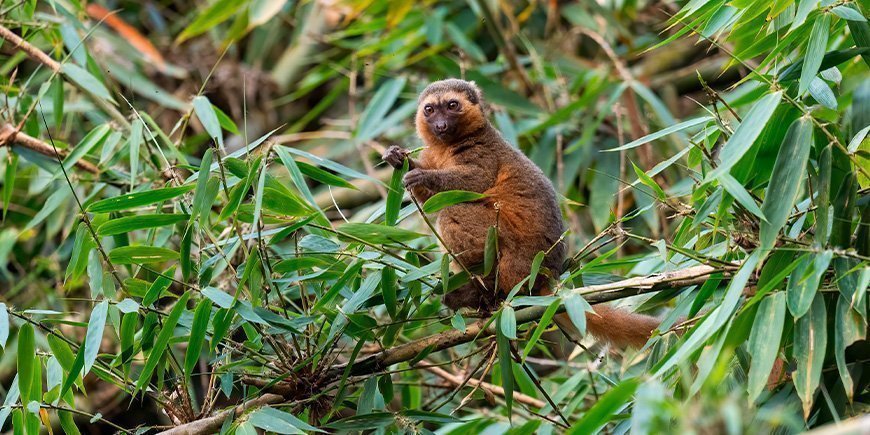 Seltener Bambus-Lemur im Ranomafana-Nationalpark in Madagaskar
