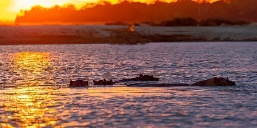 Flusspferde beim Baden im Sonnenuntergang im Rufiji-Fluss im Nyerere-Nationalpark