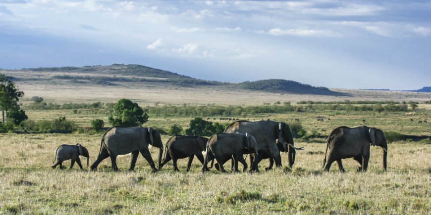 Elefantenherde auf Masai Mara