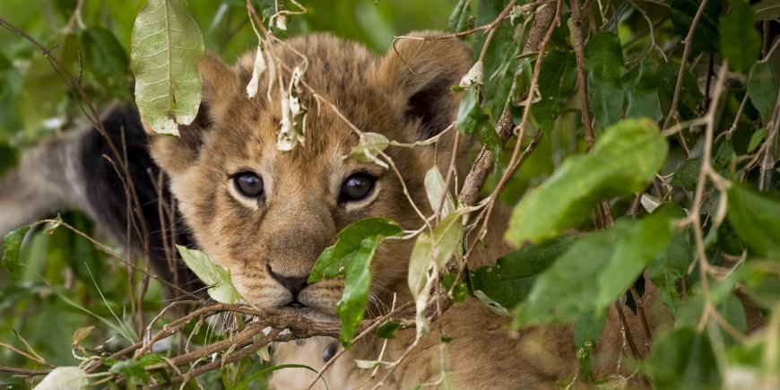 Löwenjunges auf Masai Mara