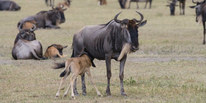 Gnus Kalb im Ngorongoro Krater