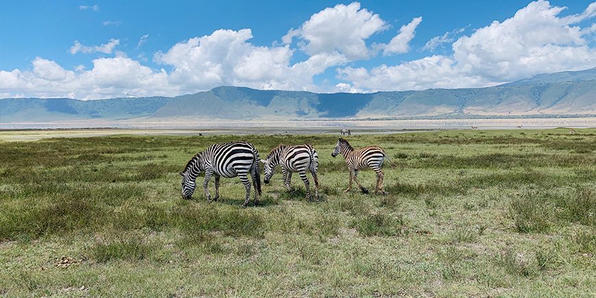 Zebras im Ngorongoro-Krater
