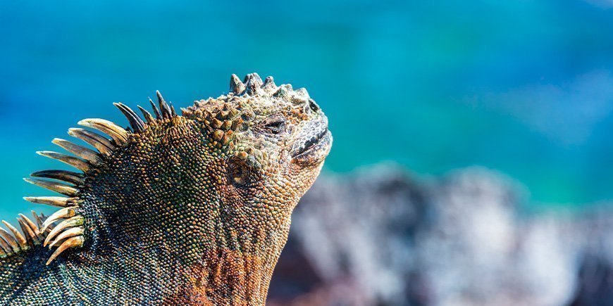 Meeresleguan genießt die Sonne auf Fernandina auf den Galapagosinseln