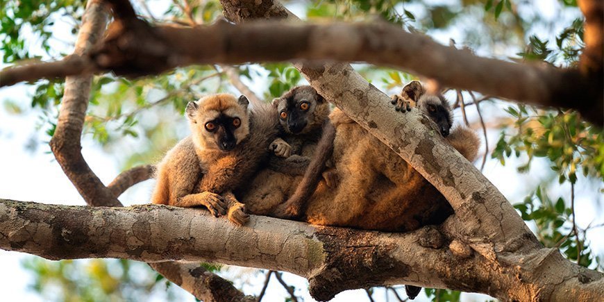 Eine Gruppe von braunen Lemuren im Wald in Madagaskar