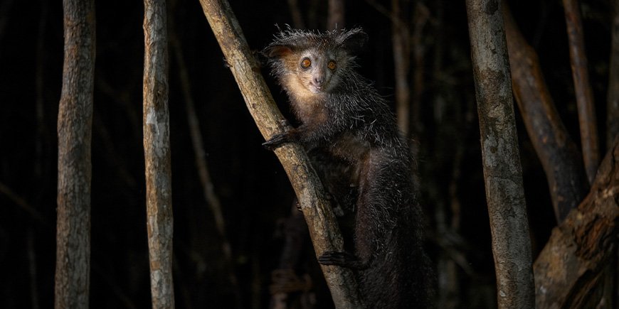 Aye-Aye-Lemur schaut im Dunkeln in die Kamera