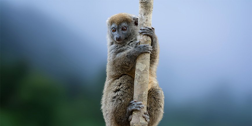 Bambuslemur sitzt in einem Baum im Ranomafana-Nationalpark