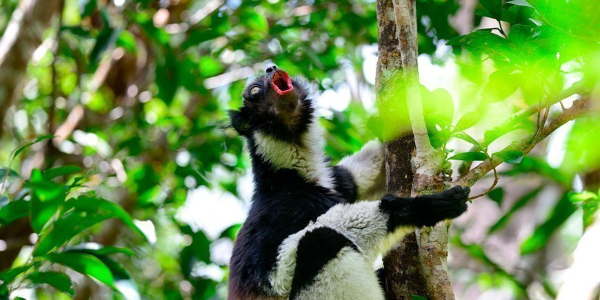 Indri-Lemur singt in den Bäumen in Madagaskar