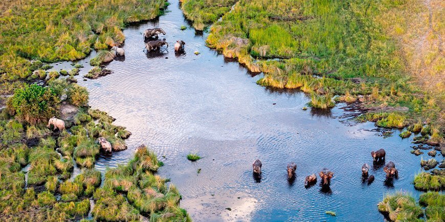 Überblick über die Elefanten im Okavango-Delta in Botswana