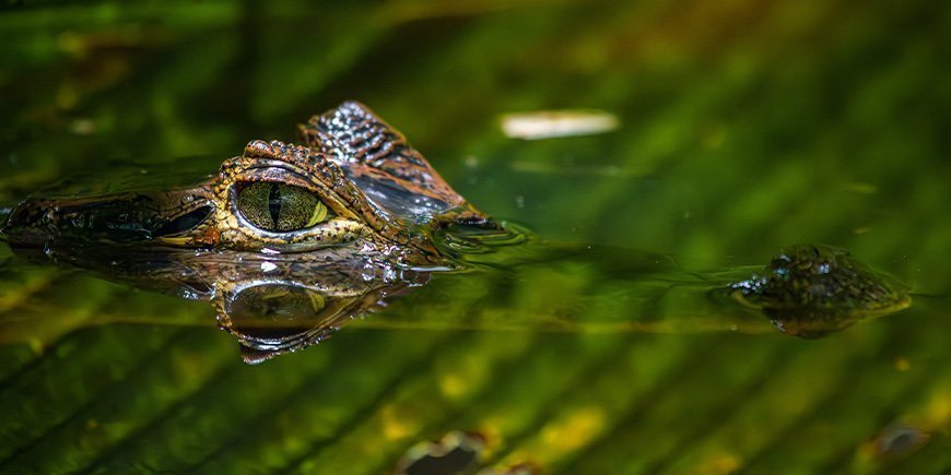 Alligator im Fluss im Tortuguero-Nationalpark in Costa Rica