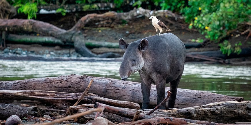 Vogel auf Tapir sitzend im Corcovado-Nationalpark in Costa Rica