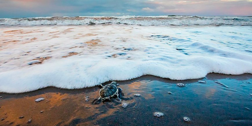 Grüne Meeresschildkröte im Anflug auf das Meer im Tortuguero-Nationalpark in Costa Rica