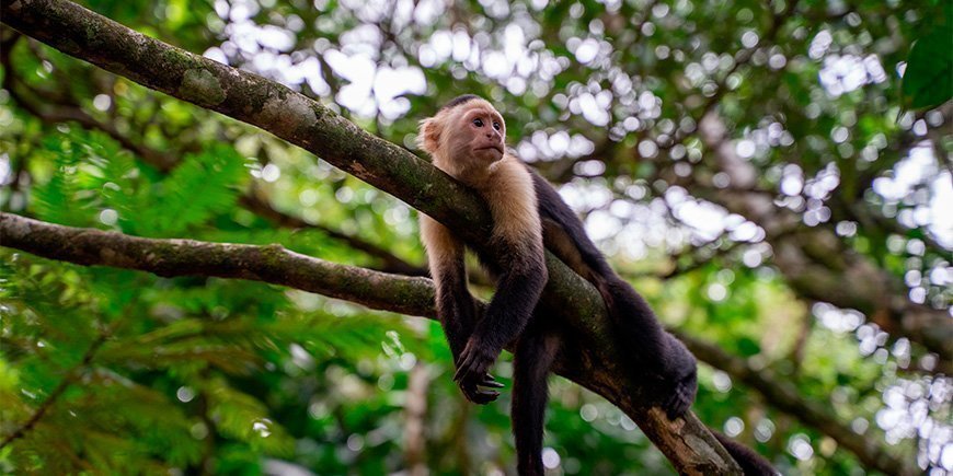Affe auf einem Baum in Tortuguero, Costa Rica