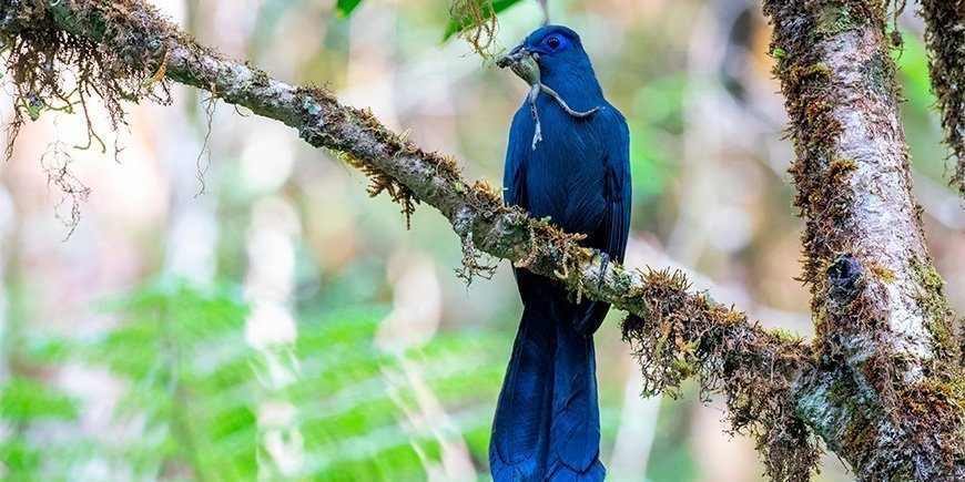 Der blaue Seidenkuckuck mit Tieren im Maul in Madagaskar