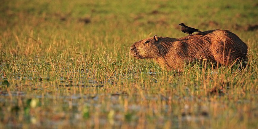 Wasserschwein mit Vogel auf dem Rücken im Pantanal in Brasilien