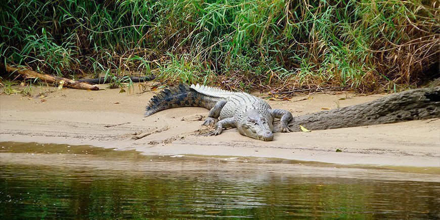 Krokodil am Daintree River in Nordaustralien