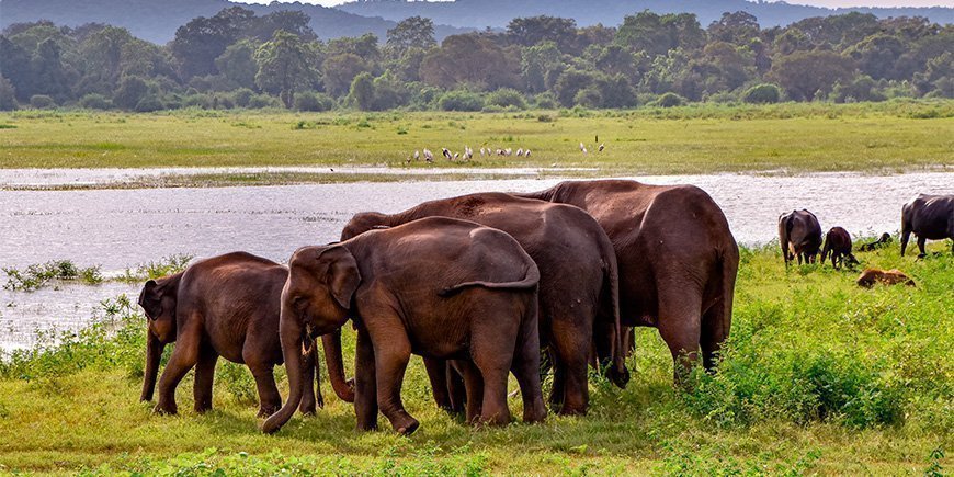 Eine Elefantenherde an einem Fluss im Udawalawe-Nationalpark in Sri Lanka