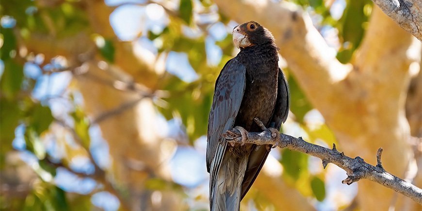Der große Vasapapagei auf einem Ast im Madagaskar-Nationalpark