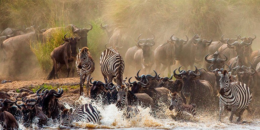 Zebras und Gnus beim Überqueren des Mara-Flusses zwischen Masai Mara und Serengeti