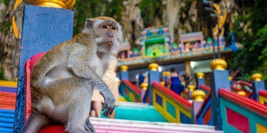 Affe am Fuße der Treppe in den Batu Caves in Malaysia