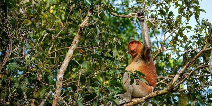 Nasenaffe in einem Baum am Kinabatangan-Fluss in Malaysia