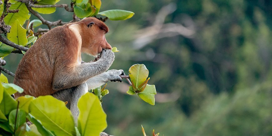 Nasenaffe in einem Baum im Bako-Nationalpark in Borneo, Malaysia