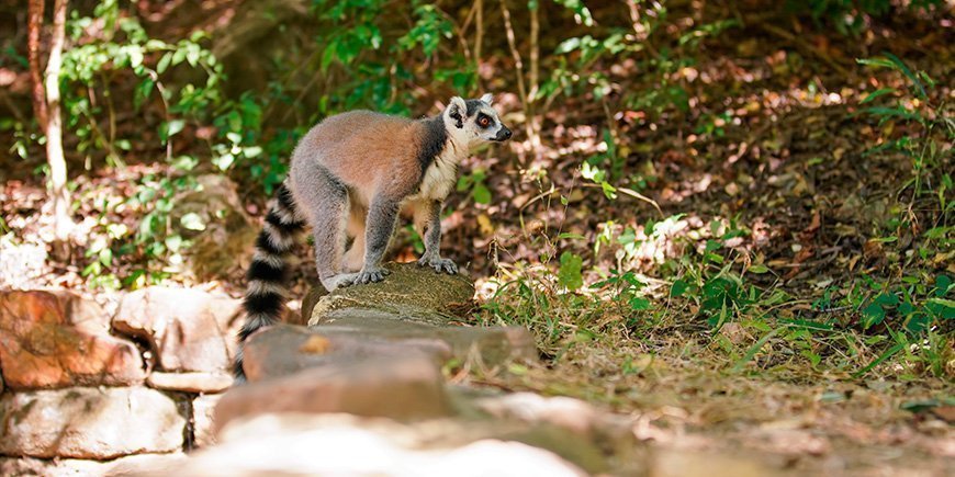 Ringelschwanzlemuren im Isalo-Nationalpark in Madagaskar