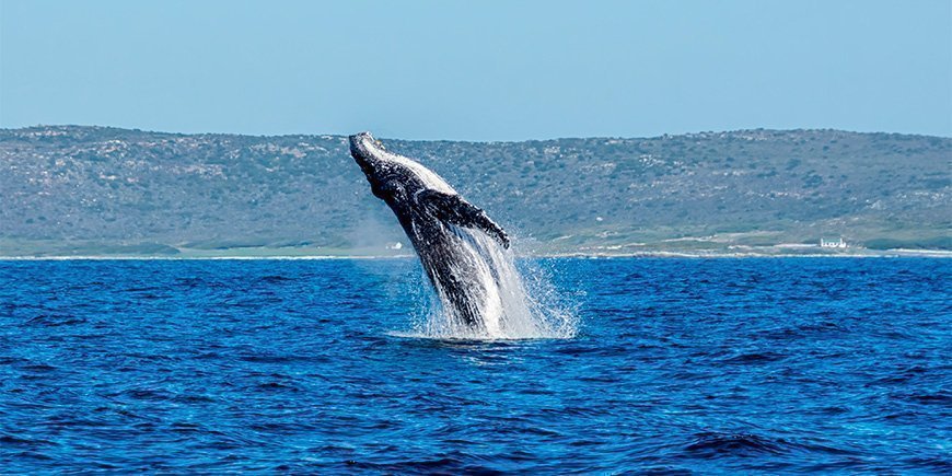 Buckelwal springt am Cape Point in Südafrika aus dem Wasser