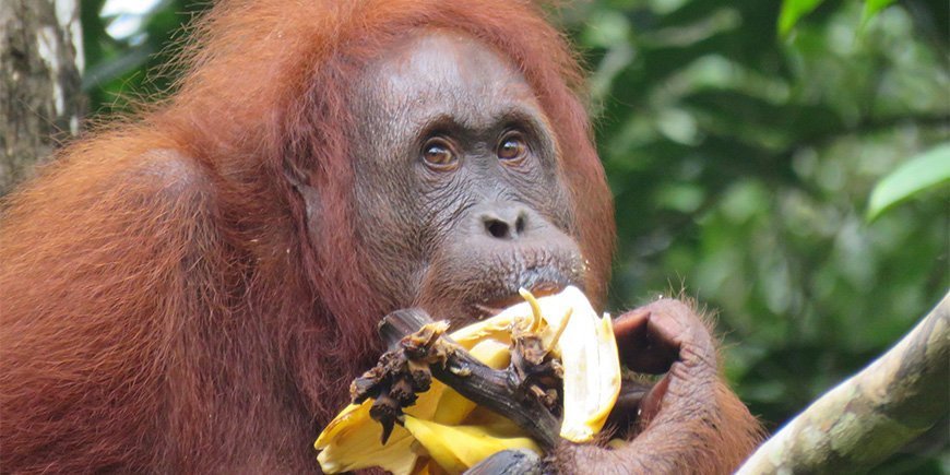 Orang-Utan im Semenggoh Wildlife Centre