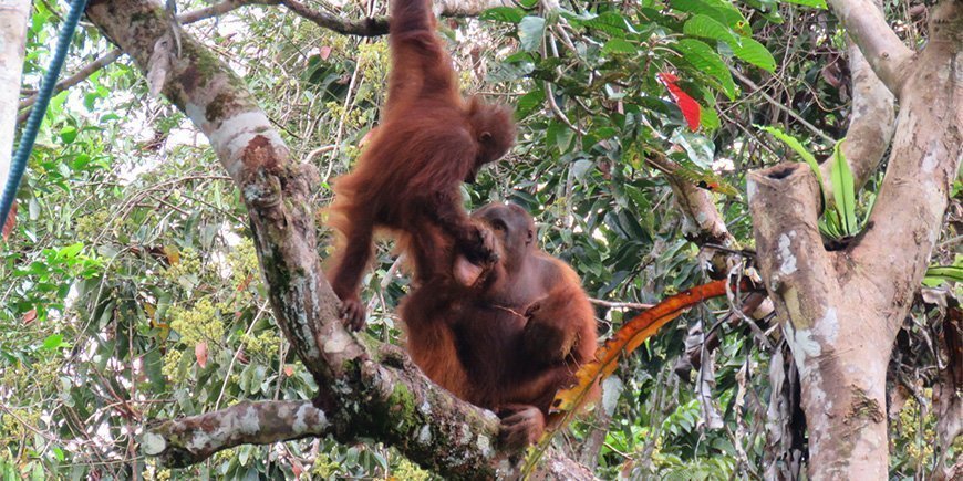 Orang-Utan-Mutter und -Kind in Borneo