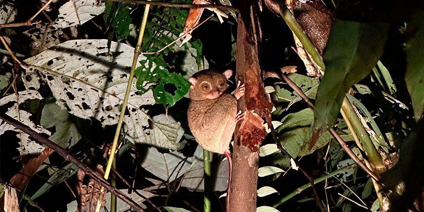 Der Geisteraffe schaut uns aus dem Wald an