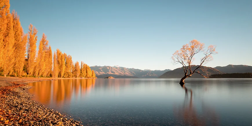 Herbstfarben am That Wanaka Tree am Lake Wanaka in Neuseeland