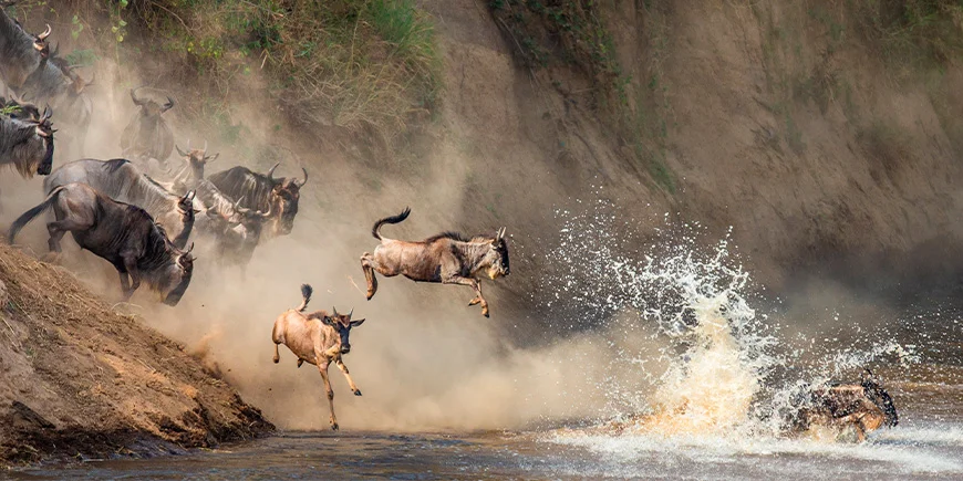 Gnus springen in den Mara-Fluss, um auf die andere Seite zu gelangen