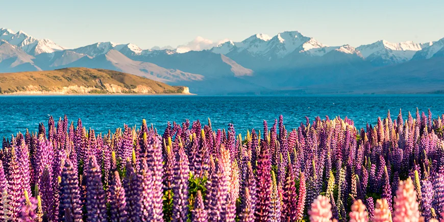Frühlingsfarben am Lake Tekapo in Neuseeland