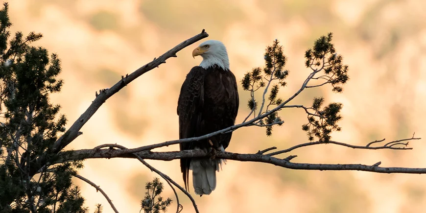Weißkopfseeadler in Los Angeles