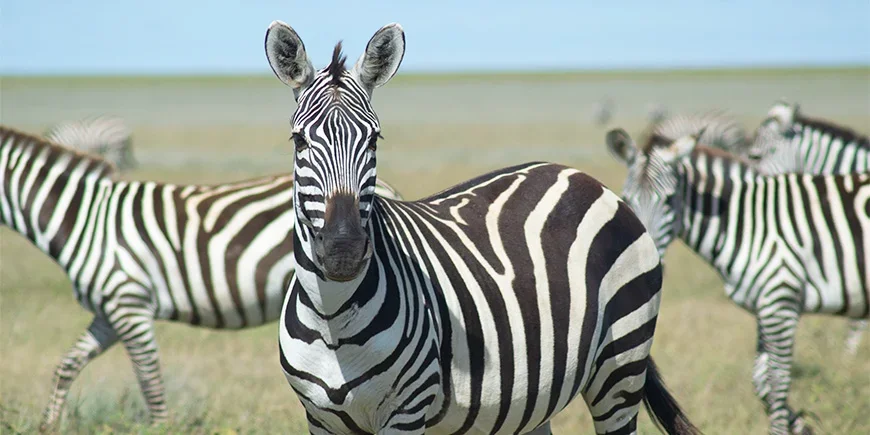 Zebra schaut in die Kamera
