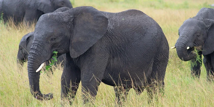 Elefanten wandern über die Savanne in der Serengeti