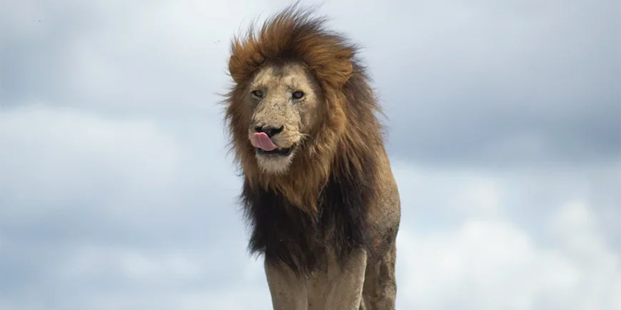 Löwe leckt sich das Maul