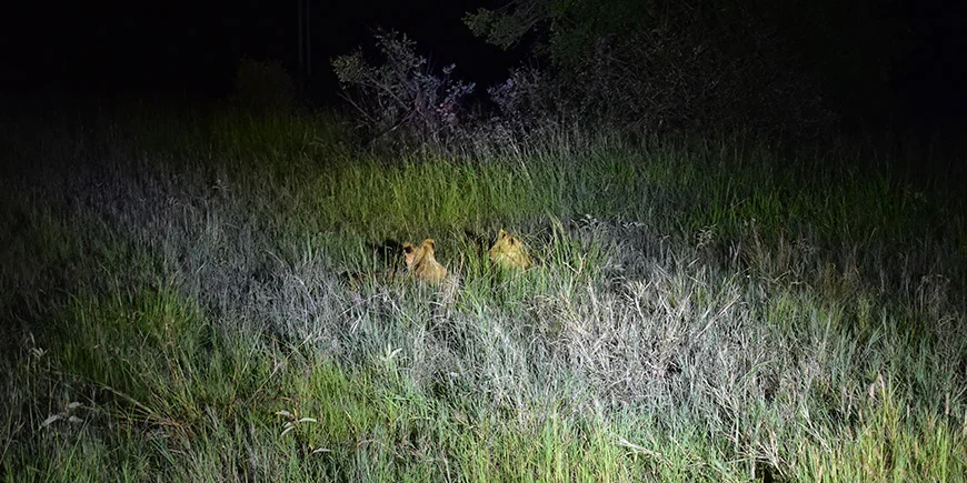 Zwei Löwen verstecken sich in der Dunkelheit