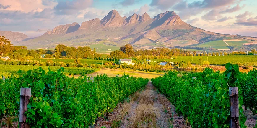 Wunderschöner Weinberg in Stellenbosch, Südafrika