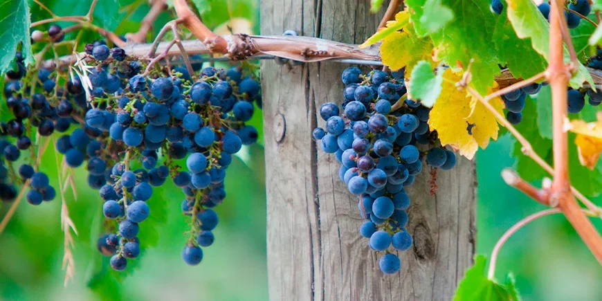 Weinberge im Yarra Valley in Australien