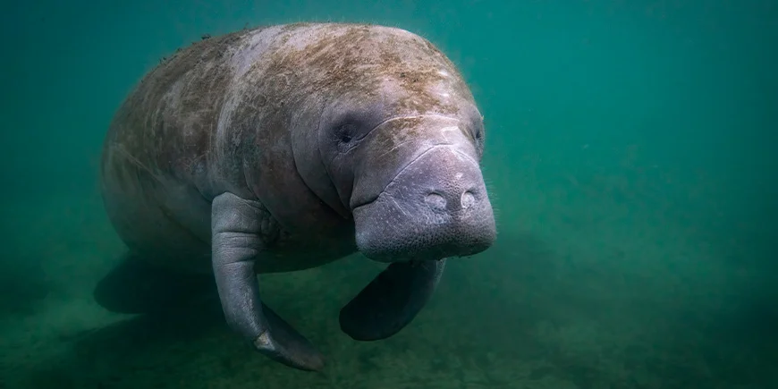Seeotter im Wasser in Florida