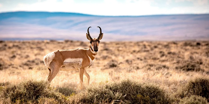 Gabelbock in der Red Desert in den USA