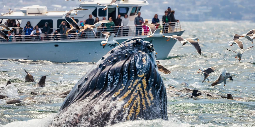 Wal bricht in Monterey in den USA die Wasseroberfläche