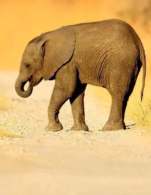 Elefantenjunges überquert die Straße im Chobe-Nationalpark