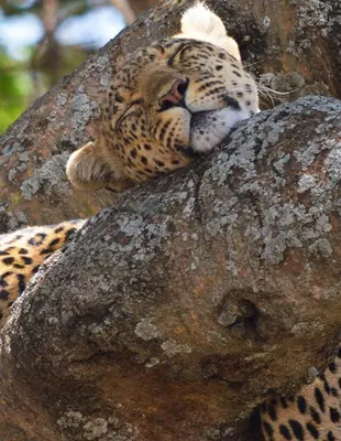 Leopard schläft in einem Baum auf der Serengeti