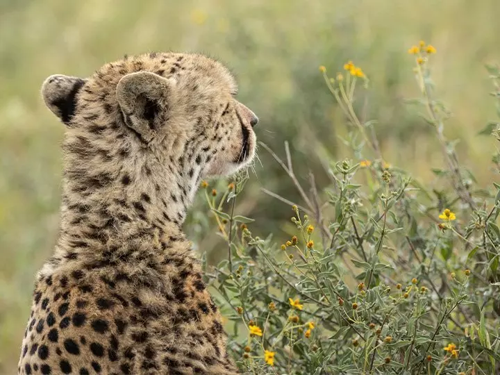 Gepard, der den Horizont im Serengeti-Nationalpark betrachtet