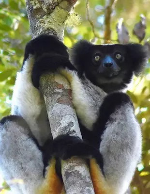 Indri-Lemur auf einem Baum im Andasabi-Mantadida-Nationalpark