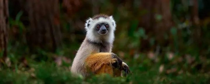 Sifika-Lemur im Andisabe-Mantadia-Nationalpark in Madagaskar