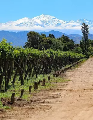 Weinberge in Mendoza, der Weinregion Argentiniens